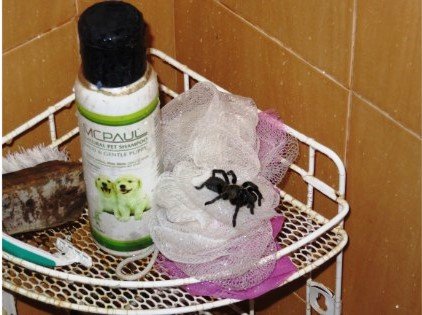 Ryan Biddulph on Blogging lessons learnt from Dangerous Animals!